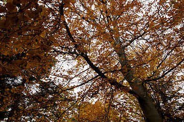 Image showing Autumn tree