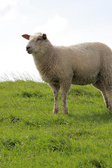 Image showing sheep on pasture