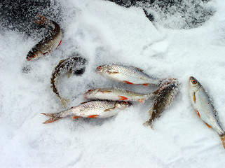 Image showing Fishes on Snow
