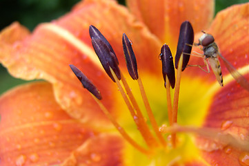 Image showing A Closeup of a Flower