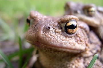 Image showing Toads