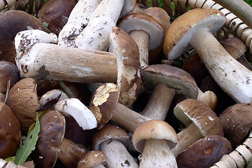 Image showing Mushrooms