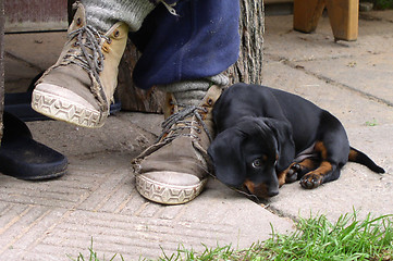 Image showing Puppy and Shoes