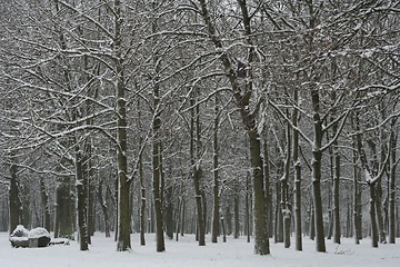 Image showing Winter Landscape