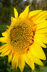 Image showing Sunflower