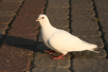 Image showing White Pigeon