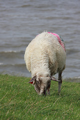 Image showing sheep on pasture