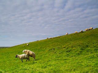 Image showing sheep on pasture