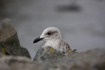 Image showing seagull portrait