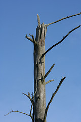 Image showing Dried-Up Tree