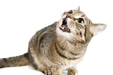 Image showing angry cat