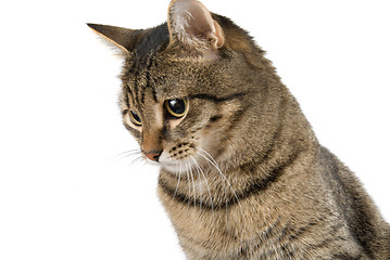 Image showing Striped cat 