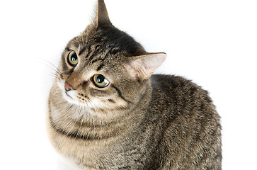 Image showing cat 