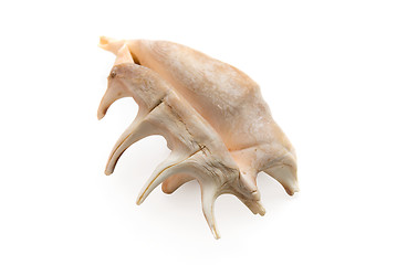 Image showing Sea shell i