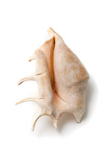 Image showing Sea shell