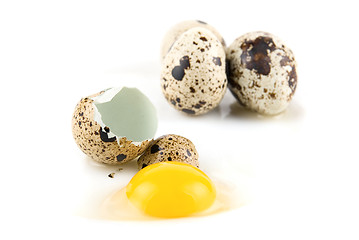 Image showing quai eggs 