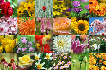 Image showing Flower collection