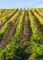 Image showing Douro Vineyards