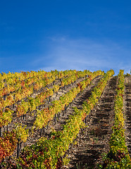 Image showing Douro Vineyards