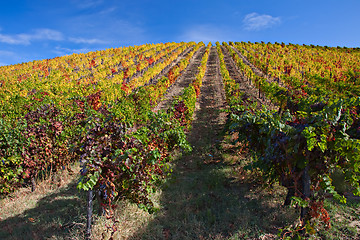 Image showing Douro Vineyards