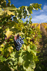 Image showing Port Wine Vineyard