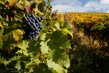 Image showing Port Wine Vineyard