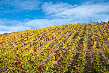 Image showing Douro Vineyards