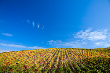 Image showing Douro Vineyards