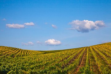 Image showing Douro Vineyards