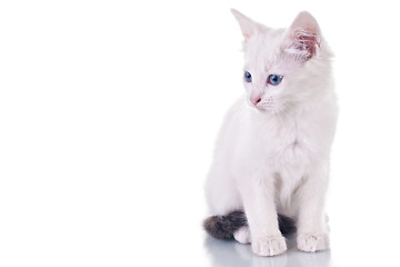 Image showing White Kitten