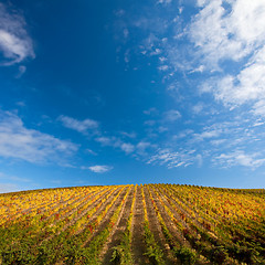 Image showing Douro Vineyards