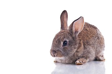 Image showing Cute Bunny