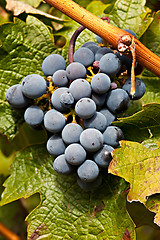 Image showing Port Wine Grapes