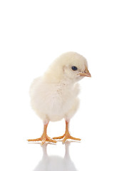 Image showing Cute Chick