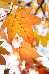 Image showing Autumn Fall Leaves