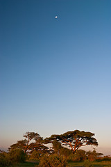 Image showing African Sunrise