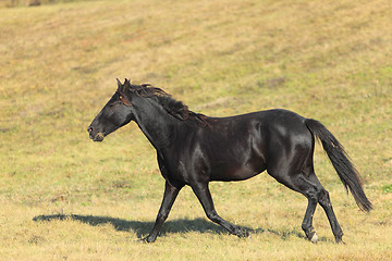 Image showing Horse