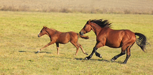 Image showing Horses Running