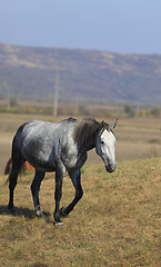 Image showing Horse