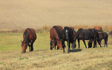 Image showing Herd Of Horses