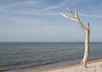 Image showing A Tree at the Beach