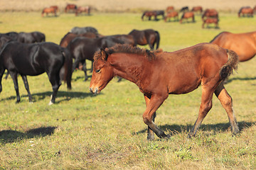 Image showing Herd Of Horses