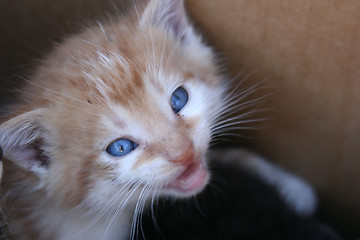 Image showing Kitten