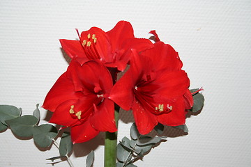 Image showing Amaryllis in red