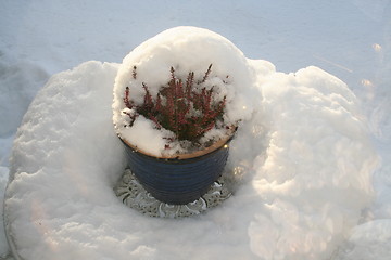 Image showing Heather hid in snow