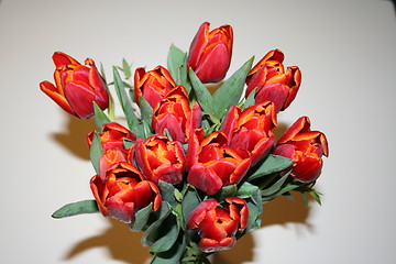 Image showing Red  tulips