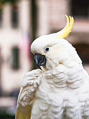 Image showing Sulphur-Crested Cockatoo