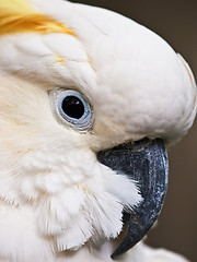 Image showing Sulphur-Crested Cockatoo