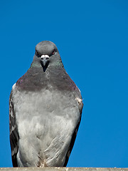 Image showing Pigeon with Copy Space