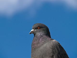 Image showing Pigeon Portrait